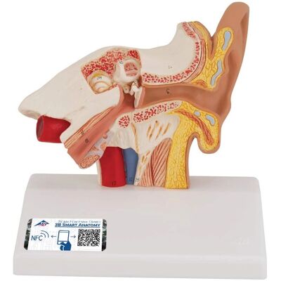 3B Scientific Model uší - 3B Smart Anatomy 3B Scientific Model uší - 3B Smart Anatomy