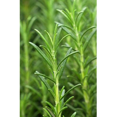 Olio Capelli Ayurvedico Khadi Vitality Grow - Crescita Naturale Olio Capelli Ayurvedico Khadi Vitality Grow - Crescita Naturale