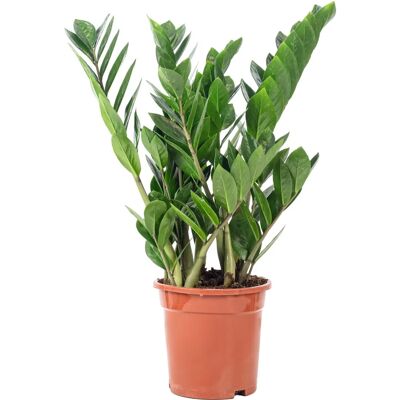 Generic - Zamioculcas zamiifolia 55 cm - Pflanze Generic - Zamioculcas zamiifolia 55 cm - Pflanze