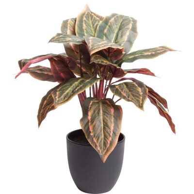 BOTANIC-HAUS - Calathea - grün - Ø38x43 cm - Artificial plant BOTANIC-HAUS - Calathea - grün - Ø38x43 cm - Artificial plant