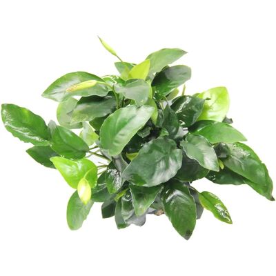 Dennerle - Anubias nana 'Bigfoot' - Topf XL - Plants Dennerle - Anubias nana 'Bigfoot' - Topf XL - Plants