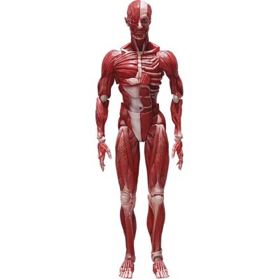 Modello Anatomico Umano Figma di FREEing - 15cm Modello Anatomico Umano Figma di FREEing - 15cm