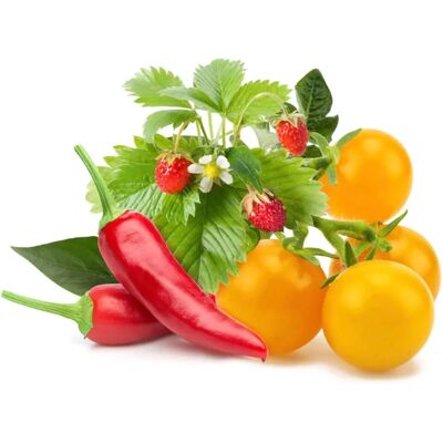 Click & Grow Sisäpiha Setti - Älykäs, Automaattinen, Tuoreita Tuotteita Click & Grow Sisäpiha Setti - Älykäs, Automaattinen, Tuoreita Tuotteita