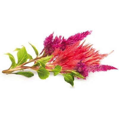Click and Grow Cockscomb Sisäpiutaruukku - Kirkkaat kukat Click and Grow Cockscomb Sisäpiutaruukku - Kirkkaat kukat