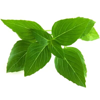 Click and Grow Thaibasilikan yrttitarha uudelleen täytettävä 3-pack Click and Grow Thaibasilikan yrttitarha uudelleen täytettävä 3-pack