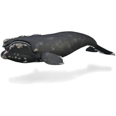 CollectA Rechtwale Tier-Replik - Extra Großes Marine Figur - Ab 3+ CollectA Rechtwale Tier-Replik - Extra Großes Marine Figur - Ab 3+