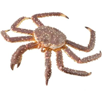 Réplique d'Animal de Crabe Royal CollectA - Très Grand - Publicité Réplique d'Animal de Crabe Royal CollectA - Très Grand - Publicité