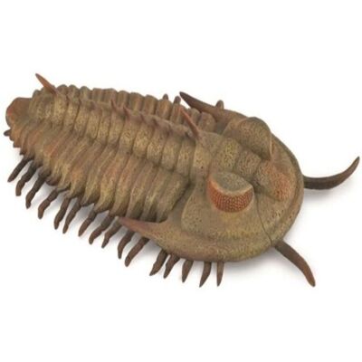 CollectA Grote Fossiele Replika van Redlichia Rex Trilobite CollectA Grote Fossiele Replika van Redlichia Rex Trilobite