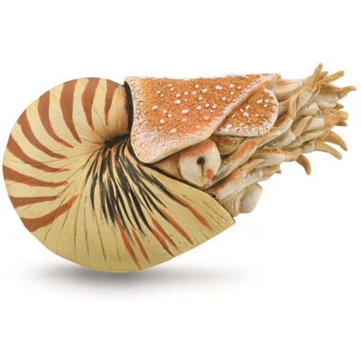 CollectA Nautilus Pompilius - Réplique d'Animal Marin - Extra Large - Publicité CollectA Nautilus Pompilius - Réplique d'Animal Marin - Extra Large - Publicité