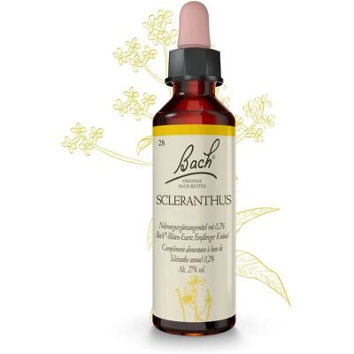 Kwiaty Bach Scleranthus - Wsparcie Decyzji i Równowagi - Homeopatia Kwiaty Bach Scleranthus - Wsparcie Decyzji i Równowagi - Homeopatia