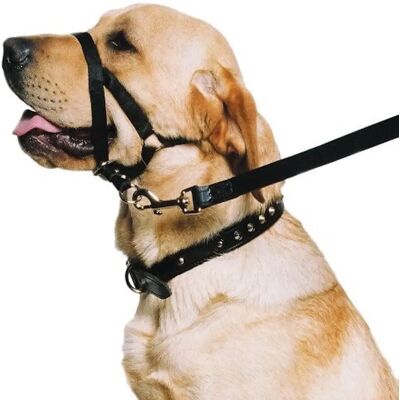 Collier d'entraînement en nylon Ancol pour petits chiens - Collier d'entraînement Collier d'entraînement en nylon Ancol pour petits chiens - Collier d'entraînement
