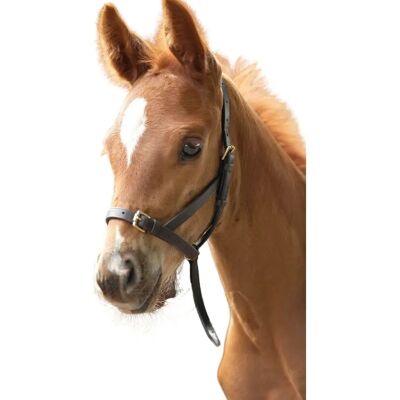 Velociti GARA Leder Fohlenhalfter - Leder Foal Slip Velociti GARA Leder Fohlenhalfter - Leder Foal Slip