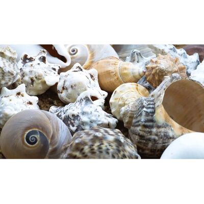 Conchiglie Craft - 500g - Varietà e Dimensioni Assortite Conchiglie Craft - 500g - Varietà e Dimensioni Assortite