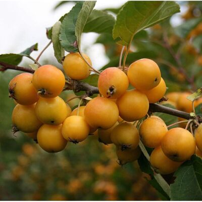 Gardeners Dream - Malus 'Golden Hornet' - Crab Apple Tree Gardeners Dream - Malus 'Golden Hornet' - Crab Apple Tree