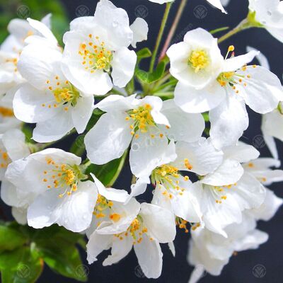 Gardeners Dream - Malus Brevipes - Wedding Bouquet - Tree Gardeners Dream - Malus Brevipes - Wedding Bouquet - Tree