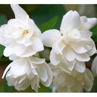 Gardeners Dream - Philadelphus Snowbelle - pot 9 cm - extérieur - Arbuste - Publicité Gardeners Dream - Philadelphus Snowbelle - pot 9 cm - extérieur - Arbuste - Publicité