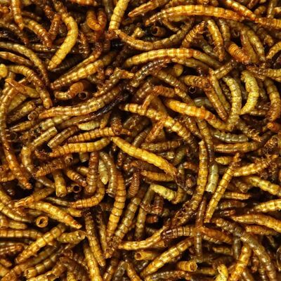 GardenersDream - Dried Mealworms - Wild - Bird Food GardenersDream - Dried Mealworms - Wild - Bird Food
