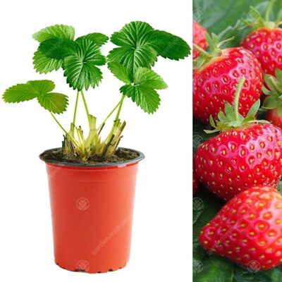 Gardeners Dream - Hapil Strawberry - 9cm pot - Plant Gardeners Dream - Hapil Strawberry - 9cm pot - Plant