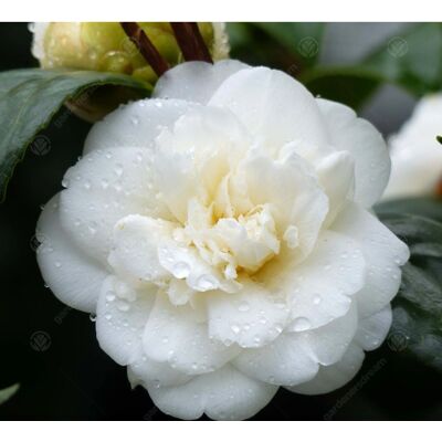 Gardeners Dream - Camellia Japonica 'Nobilissima' - Persistant japonais - Publicité Gardeners Dream - Camellia Japonica 'Nobilissima' - Persistant japonais - Publicité
