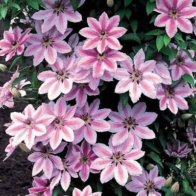 Gardeners Dream - Clematis Nelly Moser - Hardy Climber Gardeners Dream - Clematis Nelly Moser - Hardy Climber