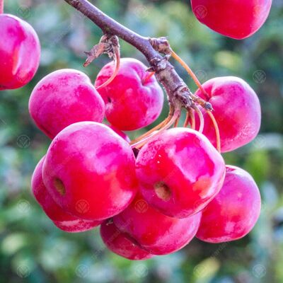 Gardeners Dream - Red Sentinel - Tree Gardeners Dream - Red Sentinel - Tree