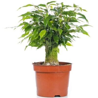 Gardeners Dream - Ficus Benjamina - Green - 14cm Pot - Houseplant Gardeners Dream - Ficus Benjamina - Green - 14cm Pot - Houseplant