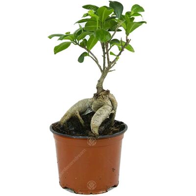 Gardeners Dream - Ficus Ginseng Bonsai - Arbre Bonsai - Publicité Gardeners Dream - Ficus Ginseng Bonsai - Arbre Bonsai - Publicité