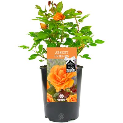 Gardeners Dream - ABSENT FRIEND ROSE - Rose - Bush - Plant Gardeners Dream - ABSENT FRIEND ROSE - Rose - Bush - Plant