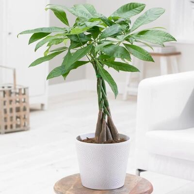 Plante Pachira Aquatica de Gardeners Dream - Tige tressée Idéal pour bureau et maison - Arbre décoratif - Publicité Plante Pachira Aquatica de Gardeners Dream - Tige tressée Idéal pour bureau et maison - Arbre décoratif - Publicité