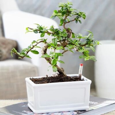 Gardeners Dream - Bonsai Olivier - Intérieur - Pot 15cm - Plante - Publicité Gardeners Dream - Bonsai Olivier - Intérieur - Pot 15cm - Plante - Publicité