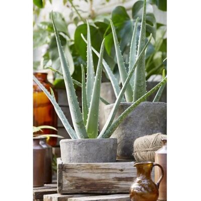 Gardeners Dream - Aloe Vera - Potted - 15-20 cm - Plante d'intérieur - Publicité Gardeners Dream - Aloe Vera - Potted - 15-20 cm - Plante d'intérieur - Publicité