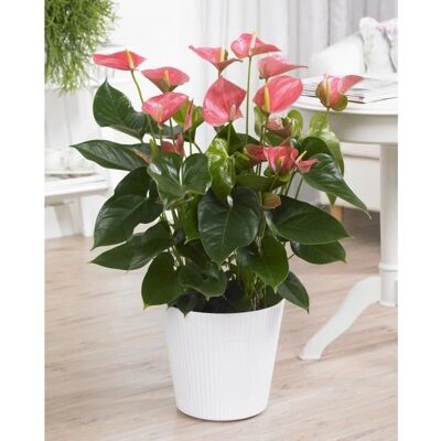 Gardeners Dream Anthurium Rose - Plante d'Intérieur Fleurie - Publicité Gardeners Dream Anthurium Rose - Plante d'Intérieur Fleurie - Publicité