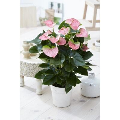 Gardeners Dream Fleur de Flamant Rose Anthurium - Plante Vivante en Pot en Céramique - Publicité Gardeners Dream Fleur de Flamant Rose Anthurium - Plante Vivante en Pot en Céramique - Publicité
