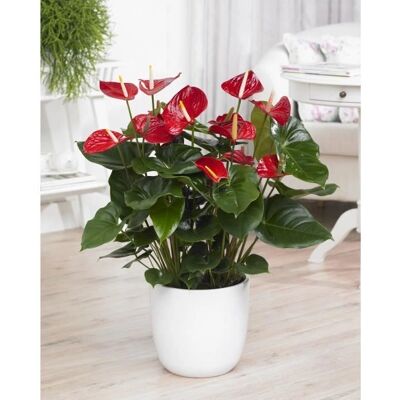 Gardeners Dream Gardeners Dream - Anthurium Laceleaf rouge Plante - Live Plant - Publicité Gardeners Dream Gardeners Dream - Anthurium Laceleaf rouge Plante - Live Plant - Publicité