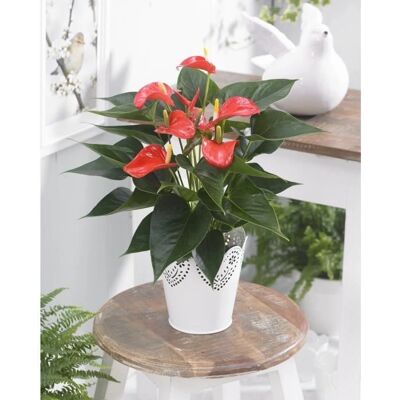 Gardeners Dream Anthurium Rouge - V3 Plante - Publicité Gardeners Dream Anthurium Rouge - V3 Plante - Publicité