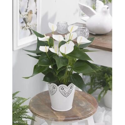 Gardeners Dream Anthurium White - Gardeners Dream Anthurium White (13cm, V1) - Publicité Gardeners Dream Anthurium White - Gardeners Dream Anthurium White (13cm, V1) - Publicité