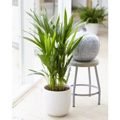 Gardeners Dream - Golden Cane Butterfly Palm - Plante en pot - Plante - Publicité Gardeners Dream - Golden Cane Butterfly Palm - Plante en pot - Plante - Publicité