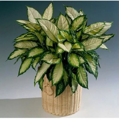Gardeners Dream Dieffenbachia Dureffeille Mexicaine Plante Tropicale d'Intérieur - Plante d'intérieur - Publicité Gardeners Dream Dieffenbachia Dureffeille Mexicaine Plante Tropicale d'Intérieur - Plante d'intérieur - Publicité
