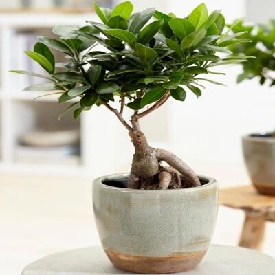 Gardeners Dream - Ficus Ginseng - Intérieur - Plante - Publicité Gardeners Dream - Ficus Ginseng - Intérieur - Plante - Publicité