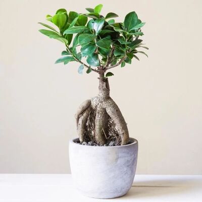 Gardeners Dream - Ficus Ginseng - 12 cm Pot - Indoor Plant Gardeners Dream - Ficus Ginseng - 12 cm Pot - Indoor Plant