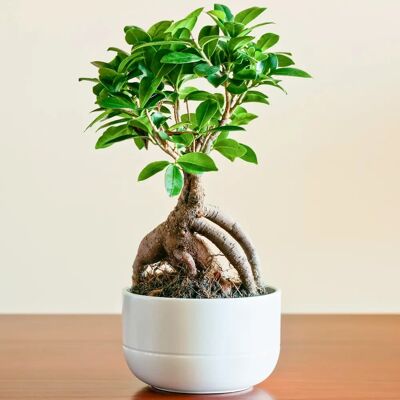 Gardeners Dream - Ficus Ginseng - Indoor - Bonsai - Publicité Gardeners Dream - Ficus Ginseng - Indoor - Bonsai - Publicité