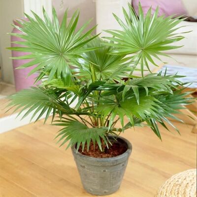 Gardeners Dream Palmier Tropical Livistona V2 - Plante d'intérieur - Publicité Gardeners Dream Palmier Tropical Livistona V2 - Plante d'intérieur - Publicité
