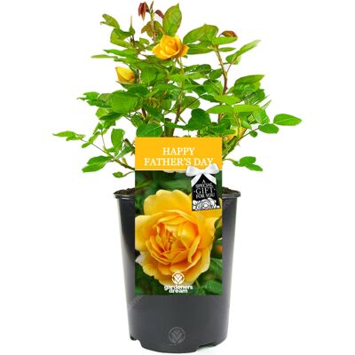 Gardeners Dream - Happy Father's Day Rose - Rose Bush - Plant Gardeners Dream - Happy Father's Day Rose - Rose Bush - Plant