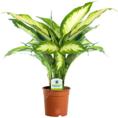 Gardeners Dream Dieffenbachia Camilla - Plante d'Intérieur - 1 Pot - Arbre Vert - Publicité Gardeners Dream Dieffenbachia Camilla - Plante d'Intérieur - 1 Pot - Arbre Vert - Publicité
