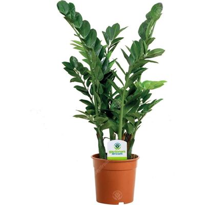 Gardeners Dream - Zamioculca Zamiifolia - 13cm - Indoor Plant Gardeners Dream - Zamioculca Zamiifolia - 13cm - Indoor Plant