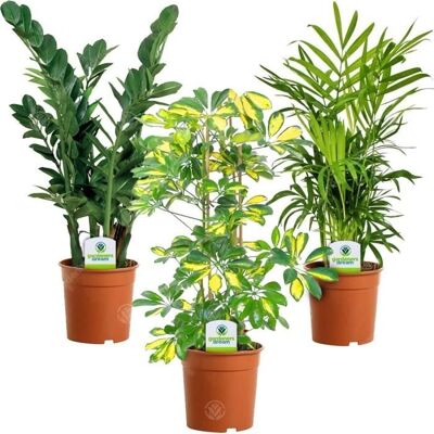 Mélange de plantes d'intérieur Gardeners Dream - 3 plantes en pot - Maison / Bureau - Mix A - Publicité Mélange de plantes d'intérieur Gardeners Dream - 3 plantes en pot - Maison / Bureau - Mix A - Publicité