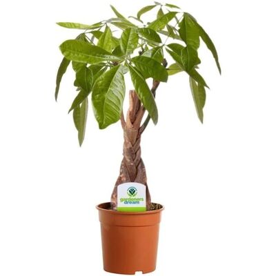 Gardeners Dream Pachira Aquatica - 1 Plante - Arbre d'intérieur en pot de 12cm - Publicité Gardeners Dream Pachira Aquatica - 1 Plante - Arbre d'intérieur en pot de 12cm - Publicité