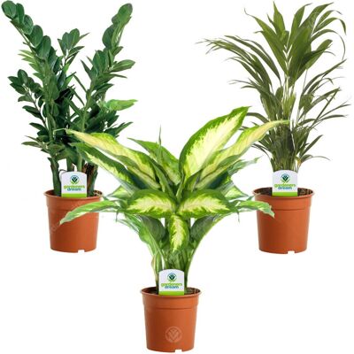 Gardeners Dream - Indoor Plant Mix - 3 Plants Gardeners Dream - Indoor Plant Mix - 3 Plants