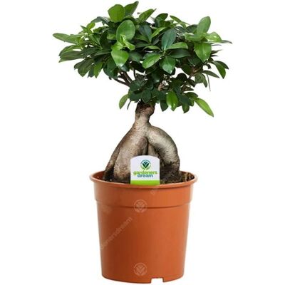 Gardeners Dream - Ficus Ginseng - Pot de 12 cm - Publicité Gardeners Dream - Ficus Ginseng - Pot de 12 cm - Publicité