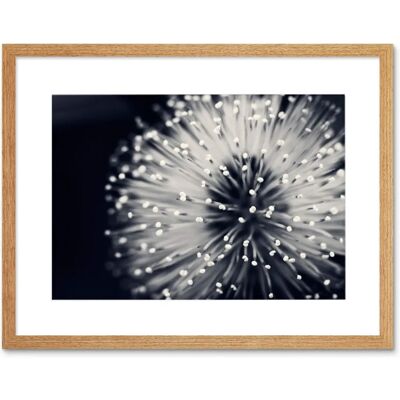 Artery8 - Macro Photo - Black and White - Framed Wall Art Artery8 - Macro Photo - Black and White - Framed Wall Art